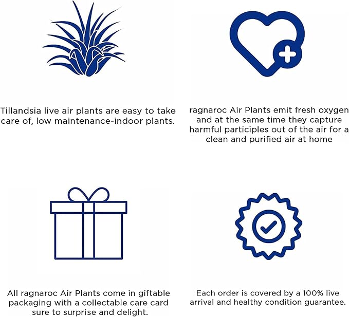 Air Plants - Venner Gift Box Large 4" - 7ct - Live Arrival Guaranteed - House Plants for Home Decor & Gift