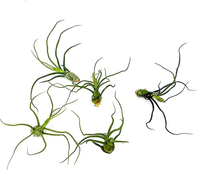 Air Plants - Flowering Tillandsia Bulbosa Guatemala, Large 3-5" - 1ct - Live Arrival Guaranteed - House Plants for Home Decor & Gift