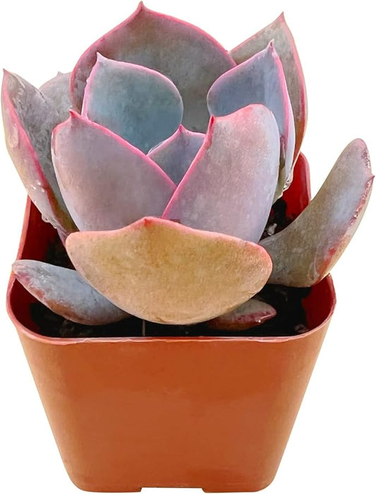 Live Succulent Echeveria 'Dusty Rose', Approx 2-inch Large, Potted Succulents, Fully Rooted, Easy Care House Plants