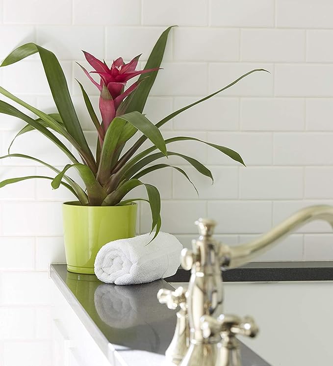 Costa Farms Live Bromeliad Indoor Tabletop Plant in 6-Inch Grower's Pot, Grower's Choice - Red, Pink, Orange, Yellow