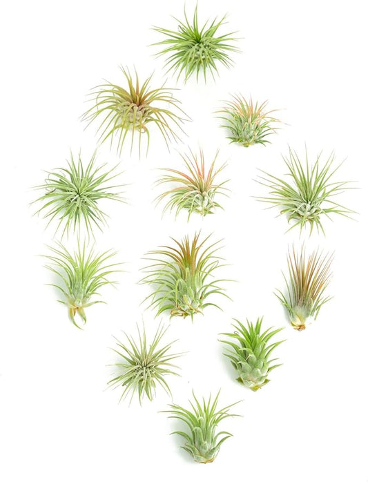 Shop Succulents Ionantha Tillandsia Air Plants, Assorted Mini Live Indoor Plants for Home Decor & Gifts, Low Maintenance, Natural Air Purifier, Hanging Plants, Favors, Terrarium Plants, Pack of 12