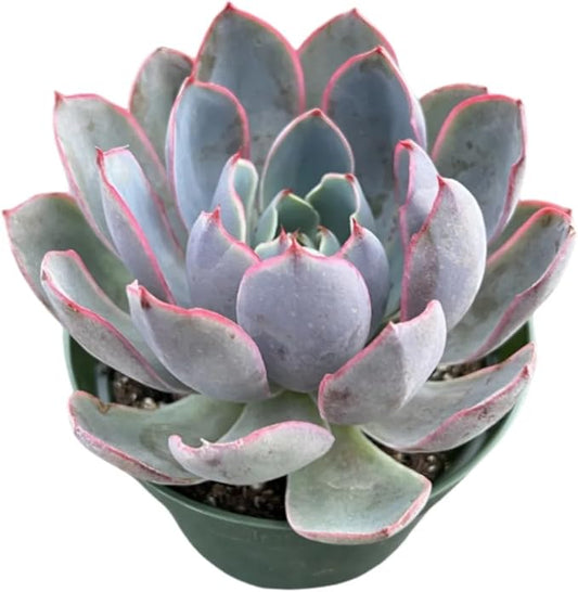 Live Succulent Plants Echeveria 'Herra', Easy Care Potted Succulents, Approx 4" D x 7" H, Indoor Houseplant, Unique Gifts, Home Office Décor