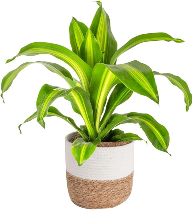 Costa Farms Dracaena Golden Heart Live Indoor Plant, Easy to Grow Houseplant in Modern Plant Pot, Potting Soil, Living Room, Home and Office Decor, Housewarming Gift, 2-3 Feet Tall