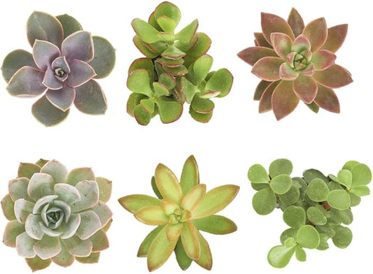 Shop Succulents Assorted Succulent Plant Pack Collection - Live Mini Succulent Plants, Low Maintenance, Mixture of Colors & Textures - Wedding and Party Favors, Gift & Garden, Pack of 6