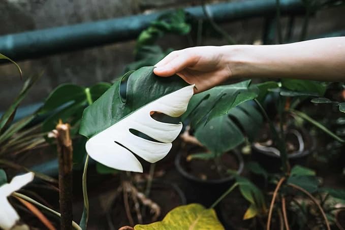 Monstera Borsigiana Soil Blend - Specially Designed for Unique Plant Needs - 4 Quart