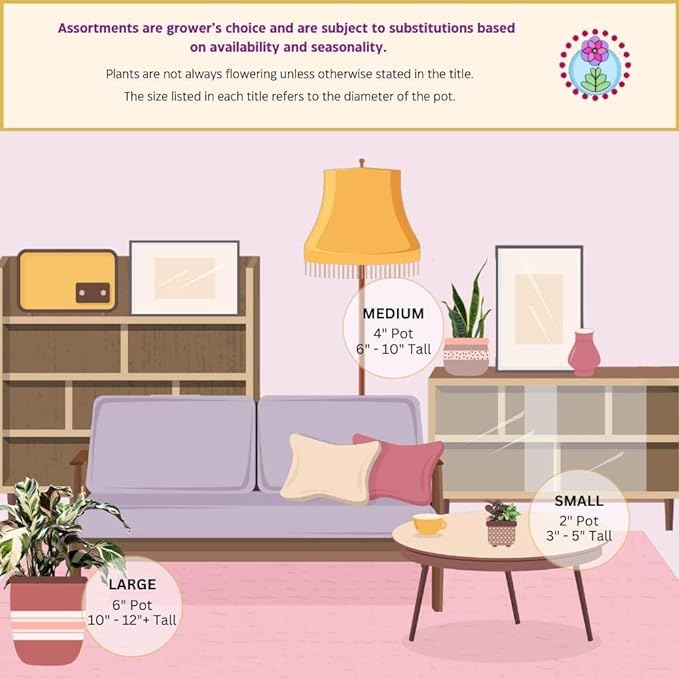 BubbleBlooms Huernia Red Dragon Stapelia Cactus/Huernia penzigii, in 4 inch Pot