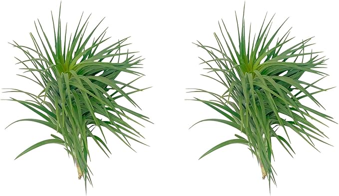 Air Plants - Flowering Tillandsia Pink Paske Large 5" - 2ct - Live Arrival Guaranteed - House Plants for Home Decor & Gift