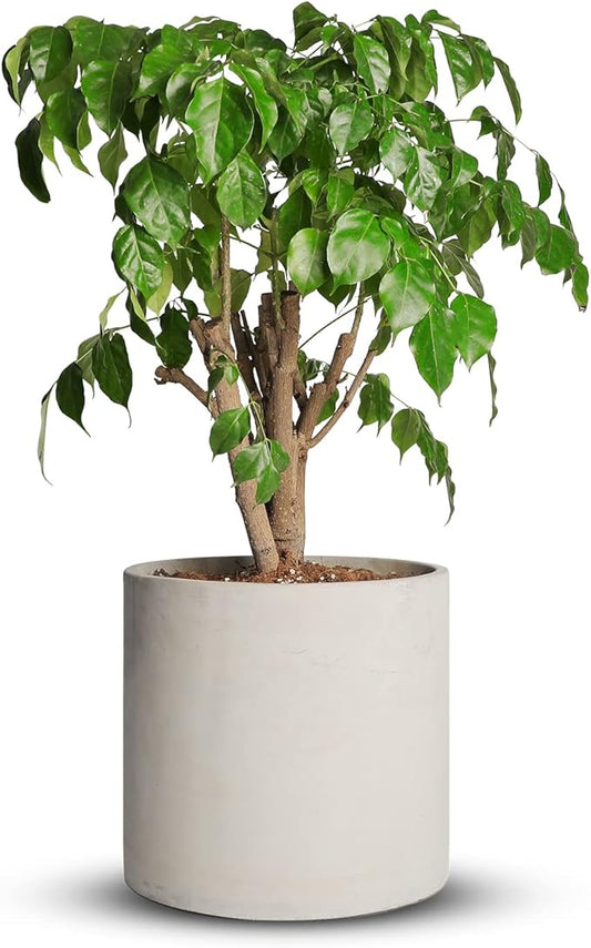 Mozing Cement Plant Pots Indoor - 10 inch Concrete Planter Pot for Planting - Modern Stone Clay Flower Pot with Drainage Hole for Garden, Home, Office Decor, Grey