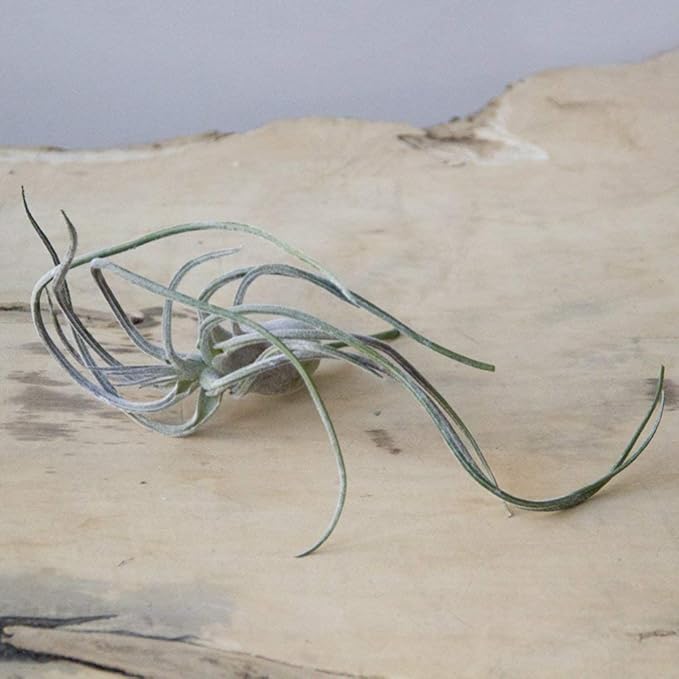 CHIVE Artificial Air Plants — Bulk Set of 5, Medium — Ultra Realistic Fake Tillandsia Bromeliad Plants — Decorative Faux Succulents for Home & Office Decor — No Care Needed!