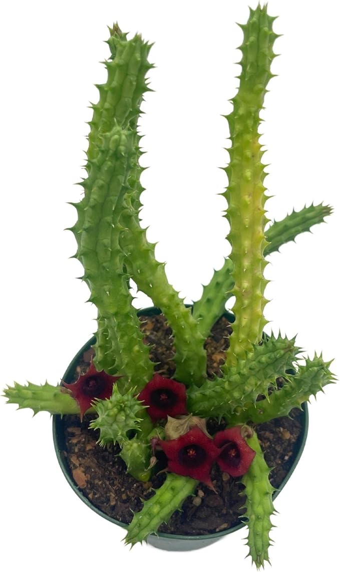 BubbleBlooms Huernia Red Dragon Stapelia Cactus/Huernia penzigii, in 4 inch Pot