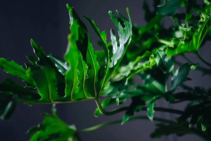 Split Leaf Philodendron Potting Mix - Retains Moisture and Prevents Root Rot - 5 Quart