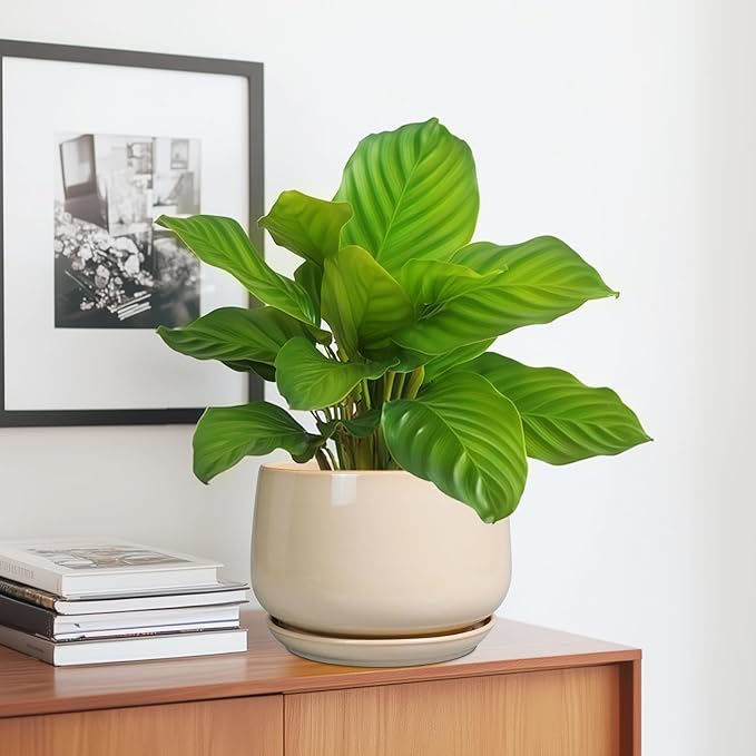 G EPGardening Ceramic Planter - 7 Inch Plant Pots with Drainage and Ceramic Tray, Flower Pots for Indoor Plants, Round Outdoor Planter, Room Decor, Gifts for Plant Lovers, Beige