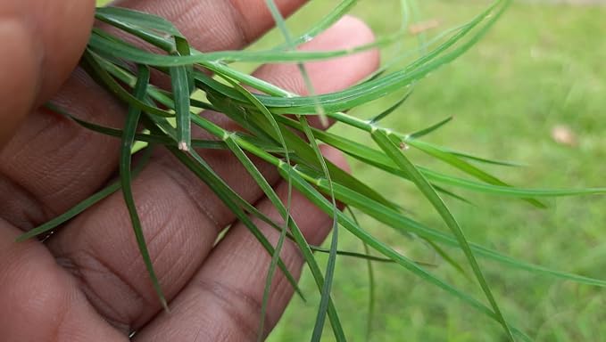 Brownie Brand Majestic Hulled Bermudagrass Seed | Premium Turf Grass for Dense, Drought-Resistant Lawns | Fast-Growing, Heat-Tolerant, Certified Seed for High-Traffic Areas. (1 Pound)