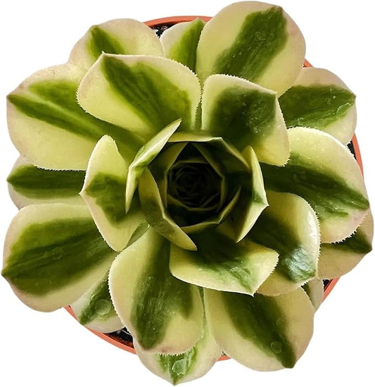 Live Succulents Aeonium 'Mbach' (4-inch), Succulent Plants Fully Rooted in Pots with Soil, Easy-Care House Plant for DIY, Home Office Decor, Wedding Party Favor