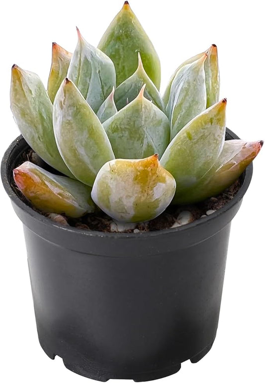 THE NEXT GARDENER.COM 2" Rare Succulent Echeveria Colorata x Laui, Live Succulents Plants Fully Rooted in Grower Pots, Unique Gift for Wedding Favor, Party Favor