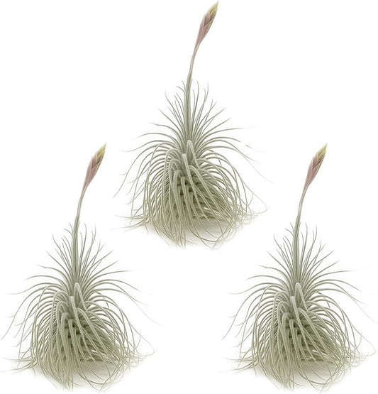 Live air Plant - Tillandsia Tectorum Air Plant 4-6" – 3ct – Unique Shape with Silvery Fuzz – Low Maintenance Houseplant – Perfect for Decor, Terrariums, Gifts - Live Arrival Guaranteed