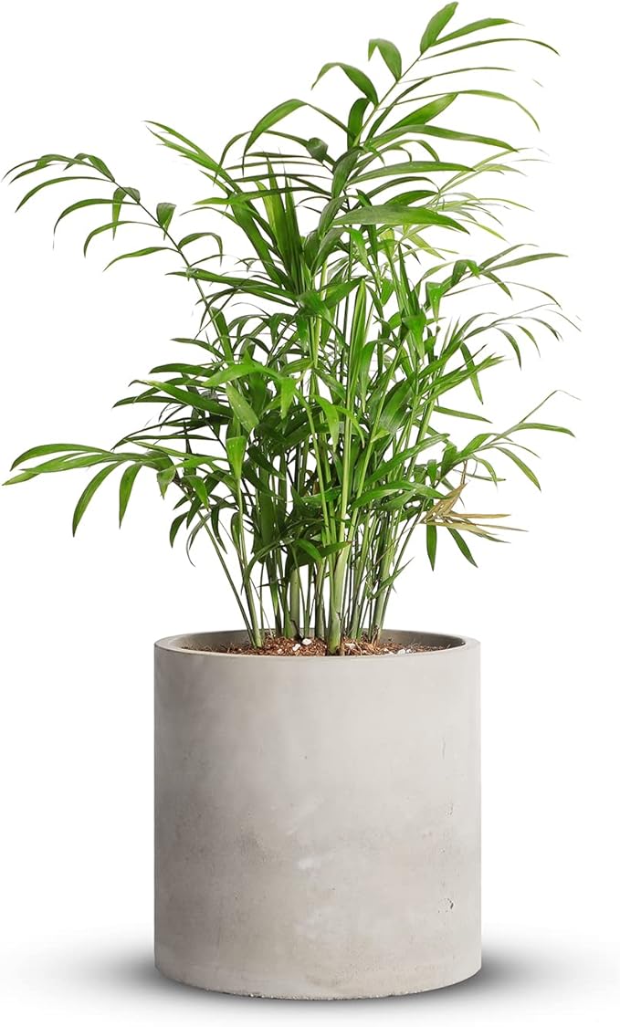 Mozing Cement Plant Pots Indoor - 8.2 inch Concrete Planter Pot for Planting - Modern Stone Clay Flower Pot with Drainage Hole for Garden, Home, Office Decor, Grey