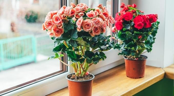 Premium Begonia Plant Potting Mix - Crafted for Lush Growth and Captivating Blooms - 1 Quart