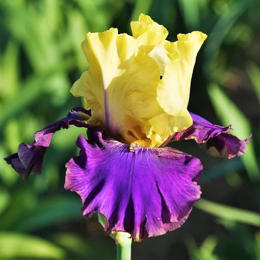 Jurassic Park Reblooming Bearded Iris - Grows Year After Year - Perennial, Fragrant & Great for Cut Floral Arrangements - Easy to Grow Fall Planting Bulbs by Willard & May