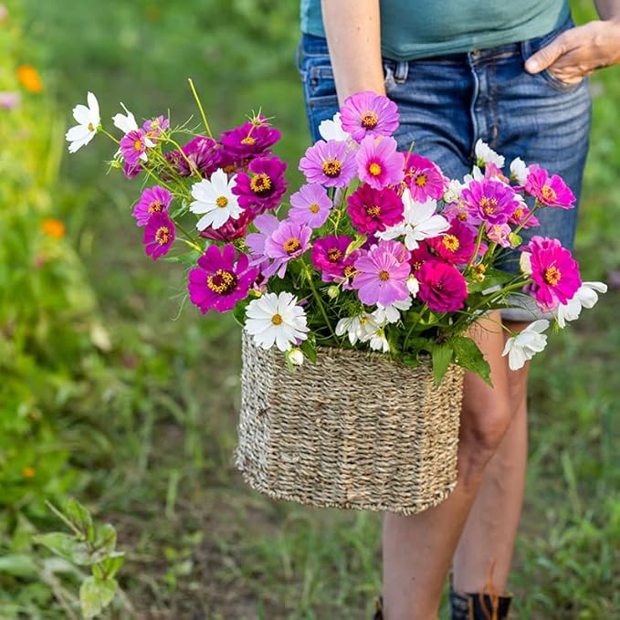 Eden Brothers Purple Rain Flower Mixed Seeds for Planting, 1 lb, 480,000+ Seeds with Zinnia Purple Prince & Violet Queen, Cosmos | Attracts Pollinators, Plant in Spring, Zones 3, 4, 5, 6, 7, 8, 9, 10