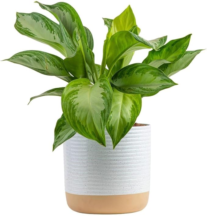 Costa Farms Chinese Evergreen, Aglaonema Easy To Grow Live Indoor Plant in Premium Décor Planter Pot, Houseplant in Potting Soil Mix, Housewarming, Unique Home Décor or Room Decor, 2-3 Feet Tall