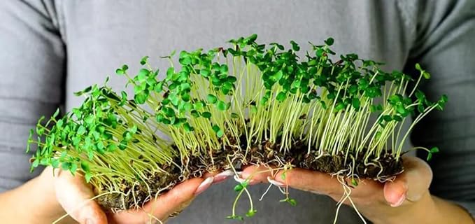 Organic Microgreens Premium Potting Mix - 20 Quart - Crafted with Care for Exceptional Results (4 Bags of 5QT)