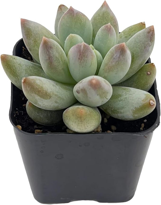 2" Rare Succulent x Pachyveria 'Angel's Finger', Live Succulents Plants Fully Rooted in Grower Pots, Unique Gift for Wedding Favor, Party Favor