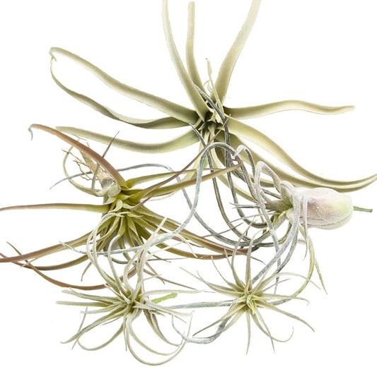 CHIVE Artificial Air Plants — Bulk Set of 5, Medium — Ultra Realistic Fake Tillandsia Bromeliad Plants — Decorative Faux Succulents for Home & Office Decor — No Care Needed!