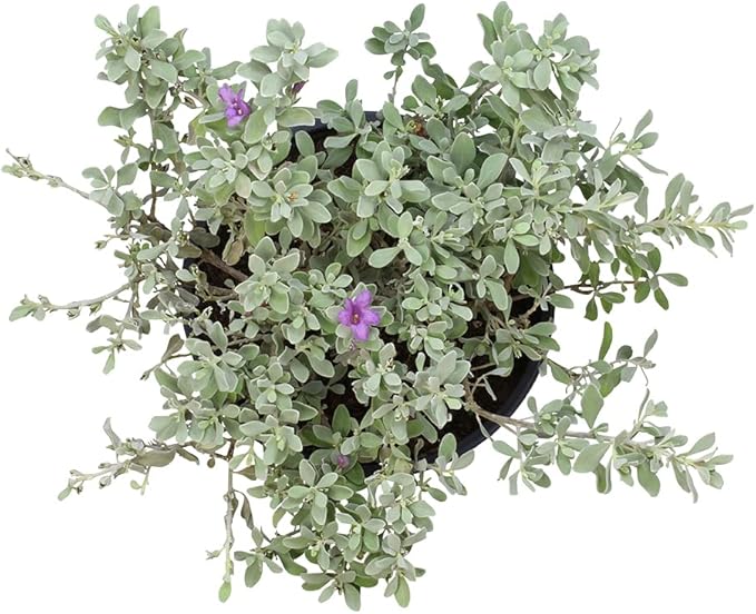 1G Silverado Sage Plant, Shrubs Live in Planters for Outdoor Plants Live, Live Plants Gardening Gifts, Live Plant Front Porch Decor, Sage Plants Edging for Landscaping, Garden Decor By Plants for Pets