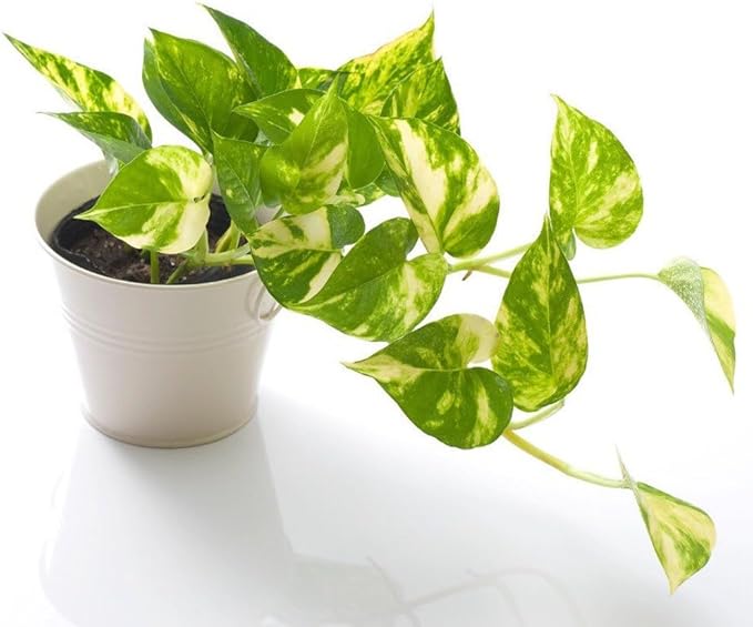 Premium Epipremnum Plant Potting Mix - Crafted for Lush Growth and Vibrant Foliage - 1 Quart