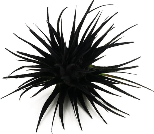 Live Extra Large Tillandsia Ionantha Guatemala Colorful Air Plant 3+ inch Enhanced Color Easy Care Indoor Outdoor Home Decor Gift Airplant by Awesome Industries (Black XL)