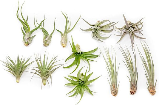 12 Pack of Classic Air Plants Variety - Live Succulent House Plants - Available in Wholesale and Bulk - Home and Garden Decor - Easy Care Indoor/Outdoor Air Plant