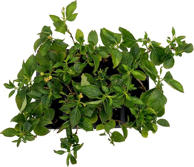 12 Dallas Red Lantana | Live Plants in 2.5-inch Nursery Cubes | Lantana Camara 'Dallas Red' Variety | Hardy Evergreen Perennial Shrub | Fiery Vibrant Blooms for Home & Garden