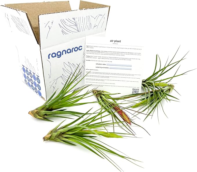 Air Plants - Flowering Tillandsia Melanocrater Tricolor, Large 5" - 5ct - Live Arrival Guaranteed - House Plants for Home Decor & Gift