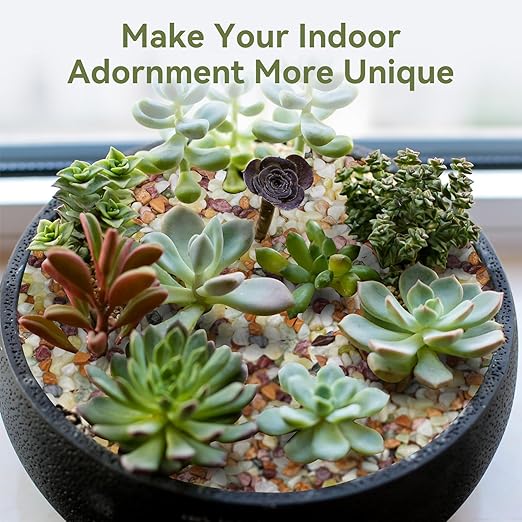 2.5 lbs Pebbles for Indoor Plants, Succulent Rocks, 3/8" Polished Pebbles for Bamboo, Vase, Terrarium, Natural Decorative Small River Rocks for Crafts, Cactus, Outdoor Garden Landscaping