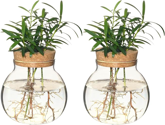 Plant Propagation Station,Hydroponic Terrarium Vase,Desktop Glass Planter Station,for Houses,Garden Decorations,ropagating Hydroponic Plants,Centerpiece Office,Home Garden Decor (2)