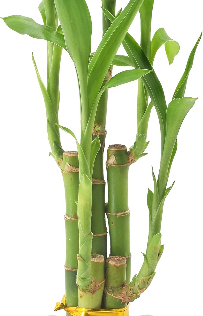 Arcadia Garden Products 5-Stem Lucky Bamboo, Live Indoor Plant in Contour II Ceramic Planter for Home, Work, or Gift, Blue ***Cannot Ship to Hawaii***