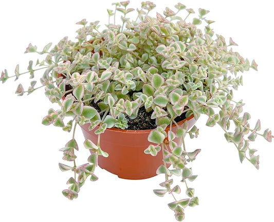 Live Succulent Plants Sedum Little Missy Variegated, Easy Care Potted Succulents, Approx 4" D x 4" H, Indoor Houseplant, Unique Gifts, Home Office Décor