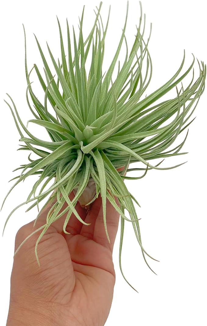 Air Plants - Flowering Tillandsia Rose BAER, Large 5" - 5ct - Live Arrival Guaranteed - House Plants for Home Decor & Gift