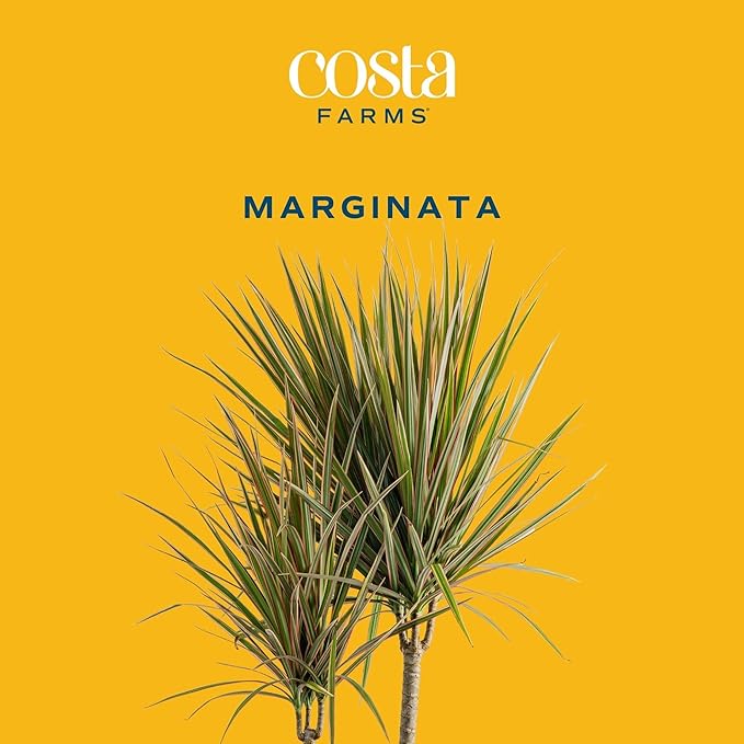 Costa Farms Dracaena Marginata Magenta Madagascar Dragon Tree, Live Indoor Plant, Easy to Grow Houseplant Potted in Decor Planter Pot, Living Room Home and Office Decor, 3-4 Feet Tall