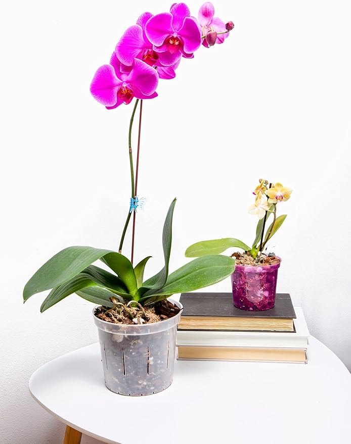 rePotme 4 inch Orchid Pot 3 Pack - Slotted Orchid Pots with Holes for Repotting (Crystal Clear)