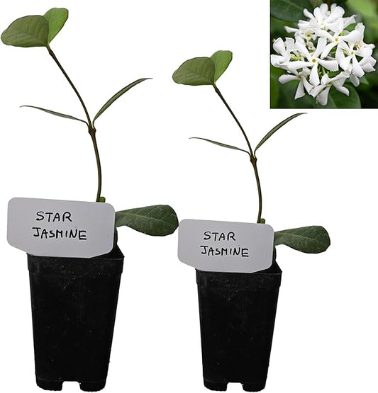Star Jasmine/Confederate Jasmine - Trachelospermum Jasminoides. Live. Fragrant Flowers. (2 Plants in Cup)