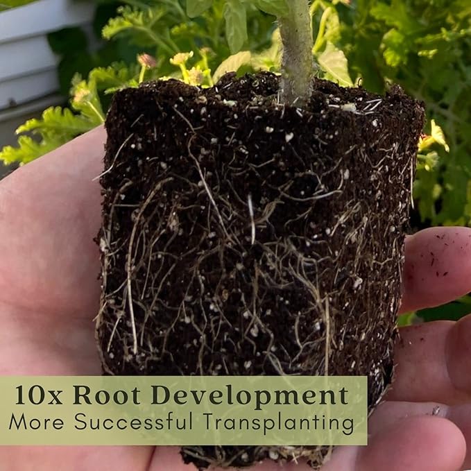 Clovers Garden Russian Sage Plants – Two (2) Live Plants – Non-GMO - Not Seeds - Each 4" to 8" Tall – in 4" Inch Pots – Hardy Flowering Perennial, Pollinator Favorite