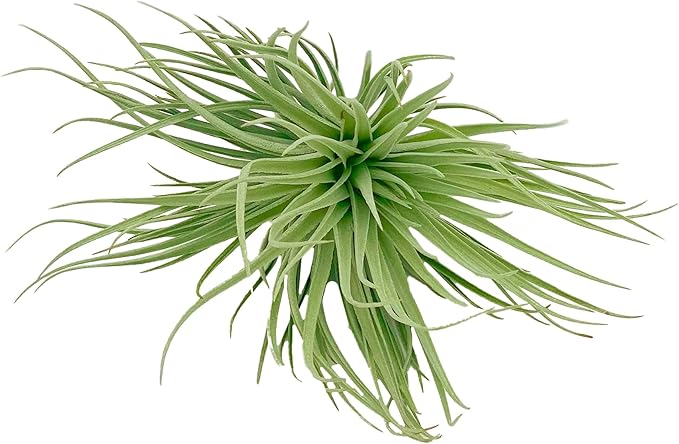 Air Plants - Flowering Tillandsia Rose BAER, Large 5" - 3ct - Live Arrival Guaranteed - House Plants for Home Decor & Gift
