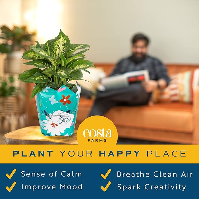 Costa Farms Dieffenbachia, Live Indoor Plant in Thank You Gift Wrap Planter, Potted Houseplant in Potting Soil Mix, Housewarming, Birthday Gift, 12-14 Inches Tall