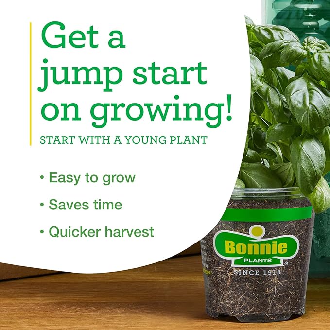 Bonnie Plants Strawberry, Live Plant, 19.3 oz. (4-Pack)