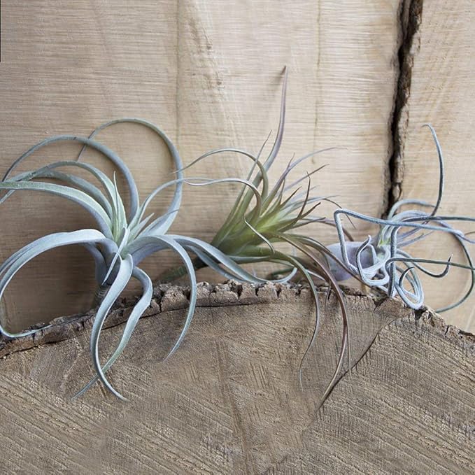 CHIVE Artificial Air Plants — Bulk Set of 5, Medium — Ultra Realistic Fake Tillandsia Bromeliad Plants — Decorative Faux Succulents for Home & Office Decor — No Care Needed!
