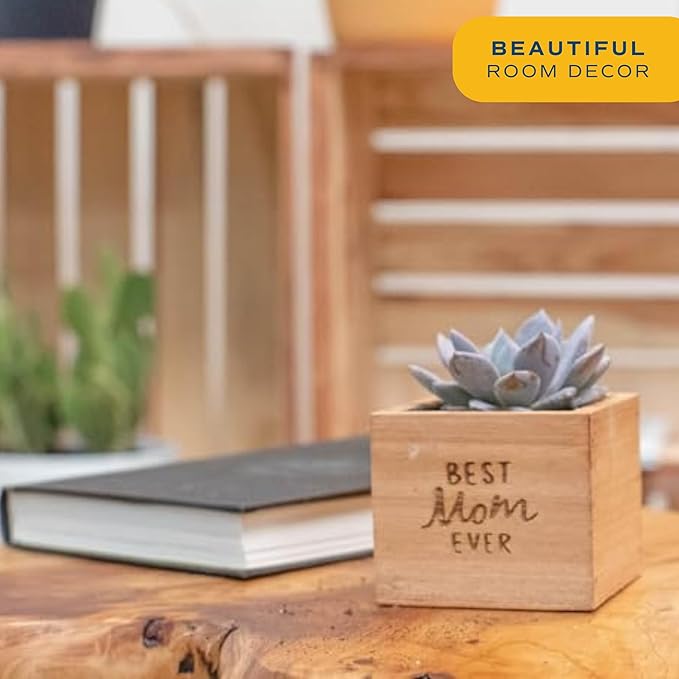 Costa Farms Echeveria, Mini Succulent Plant in Best Mom Ever Wood Decor Planter, Live Indoor Houseplant in Cute Cactus Decor, Great Mother's Day Gift