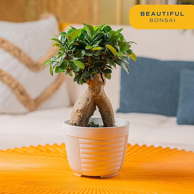 Costa Farms Mini Bonsai Live Indoor Tree, Grower's Choice, 1-Year Old, Potted in Indoor Planter Plant Pot, Tabletop Office and Home Décor, 10-Inches Tall