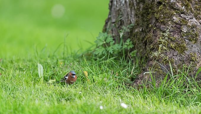 Brownie Brand Majestic Hulled Bermudagrass Seed | Premium Turf Grass for Dense, Drought-Resistant Lawns | Fast-Growing, Heat-Tolerant, Certified Seed for High-Traffic Areas. (5 Pound)